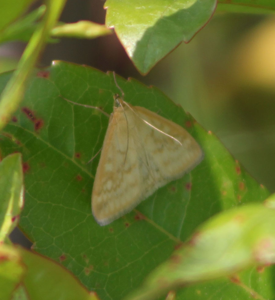 altra falenina